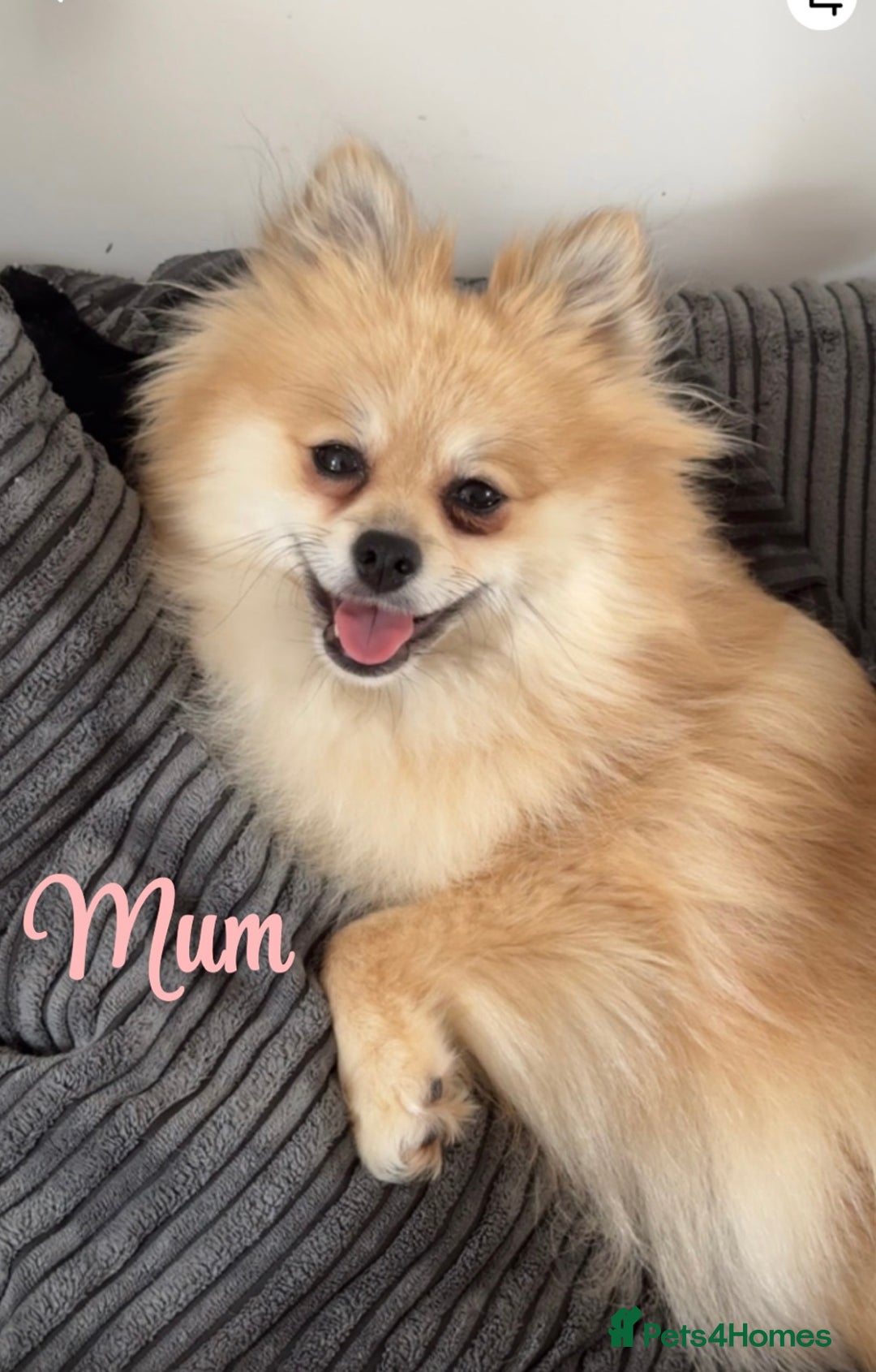 Pomeranian dogs for sale: Pomeranian pups🩵🩷 - Image 10