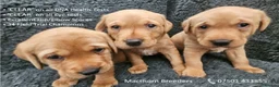 Labrador Retriever dogs for sale: Red Fox Labs : Health Checked-KC Reg-FTCH Pedigree - Advert 1