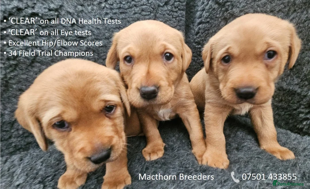 Labrador Retriever dogs for sale: Red Fox Labs : Health Checked-KC Reg-FTCH Pedigree - Advert 1