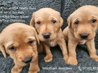 Labrador Retriever dogs Red Fox Labs : Health Checked-KC Reg-FTCH Pedigree - Advert 11