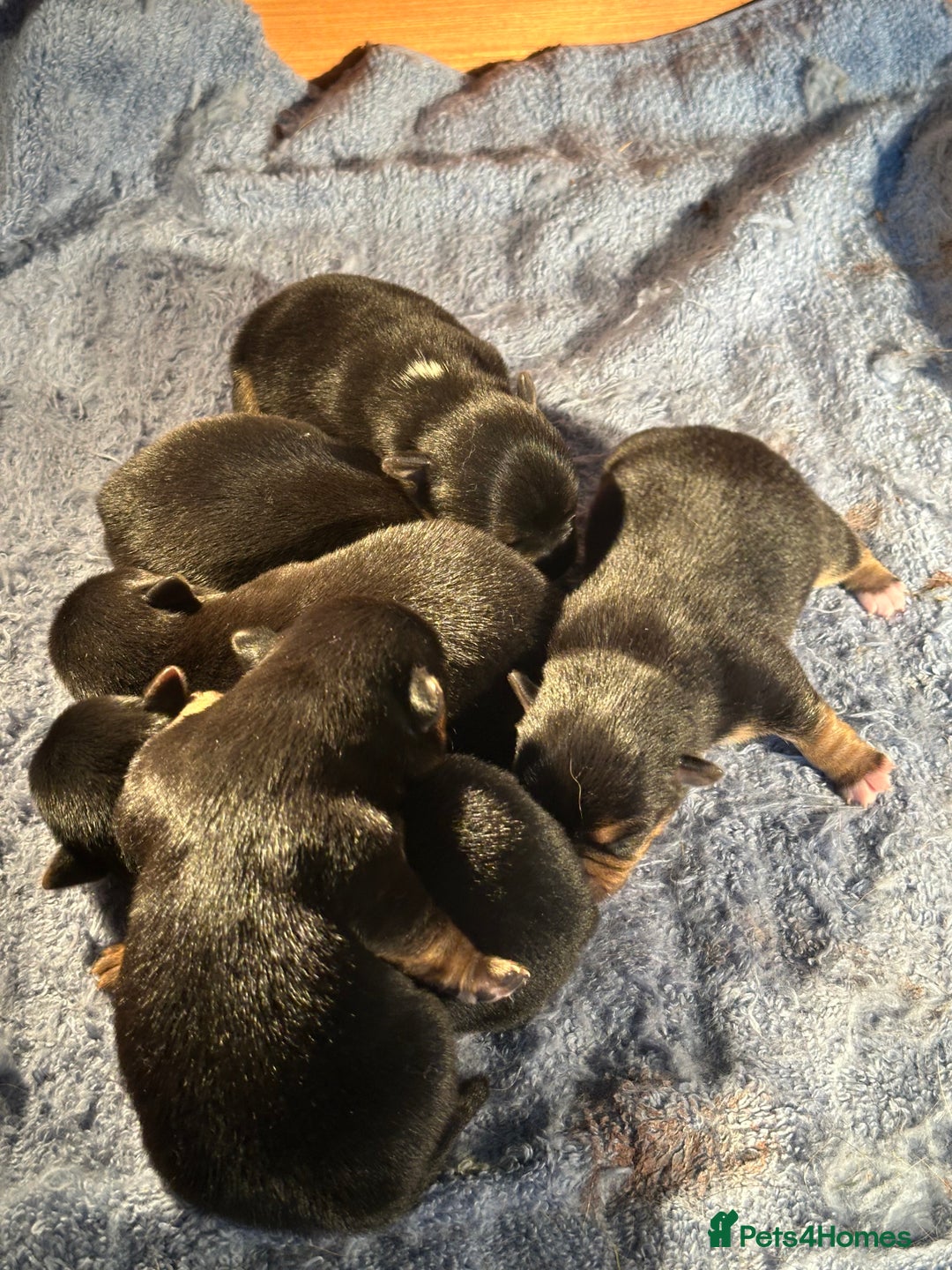 Jack Russell dogs for sale: Black and Tan Short legged Miniture Jack russels  - Advert 9