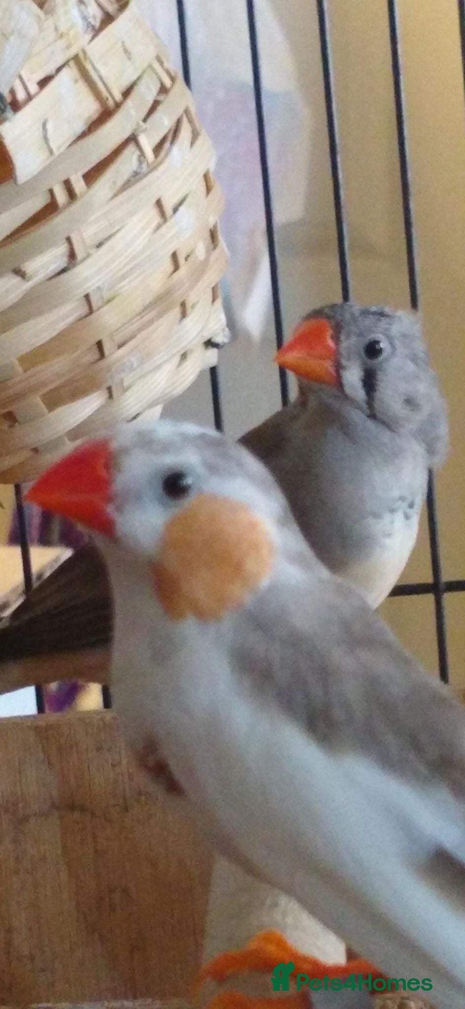 Finches birds Zebra Finches Wanted  - Advert 1