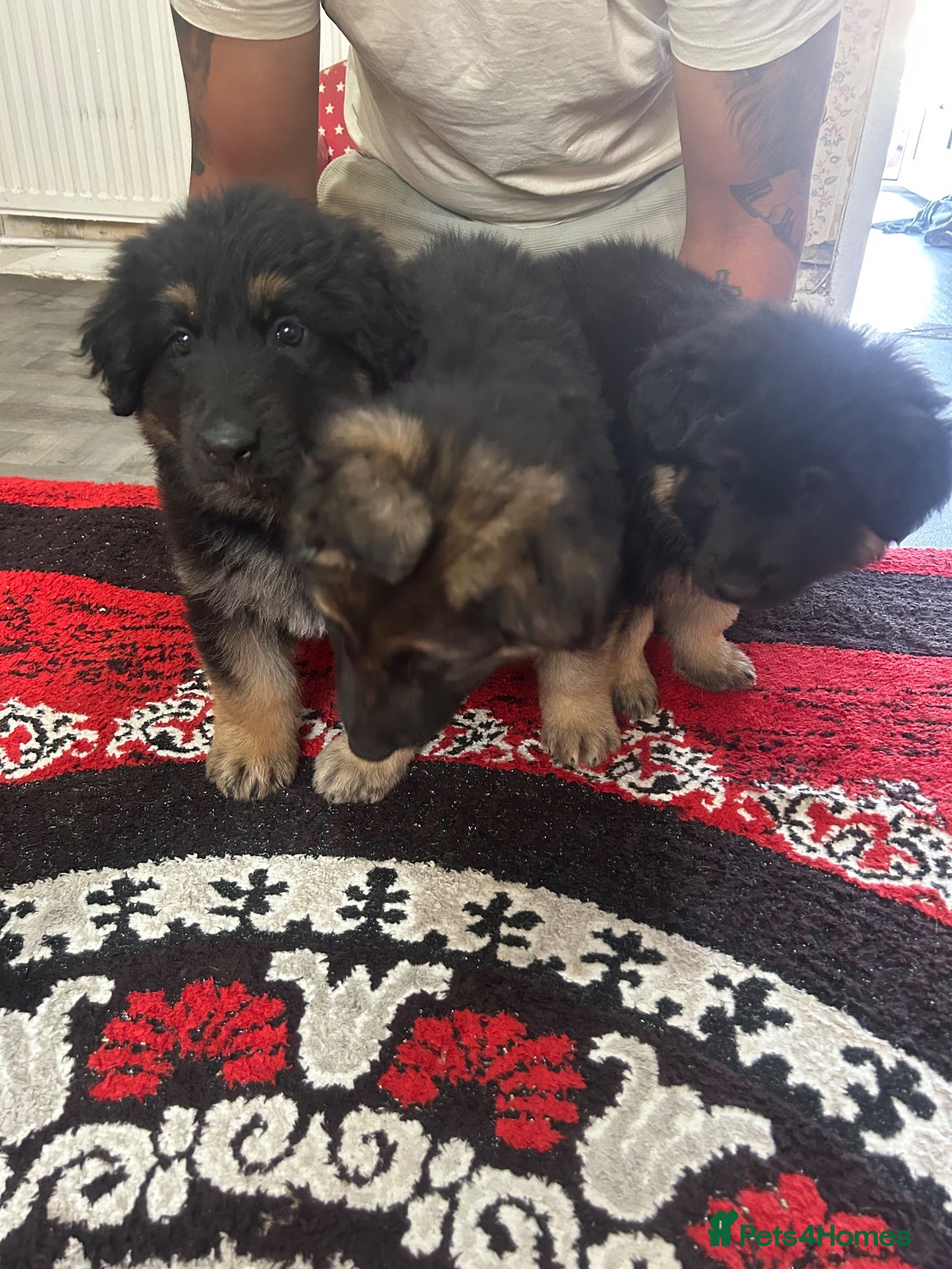 German Shepherd dogs Longhaired german shepherd puppies  - Advert 2
