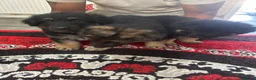 German Shepherd dogs for sale: Longhaired german shepherd puppies  - Advert 2