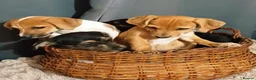Jack Russell dogs for sale: Adorable Jack Russel Puppies  - Advert 14