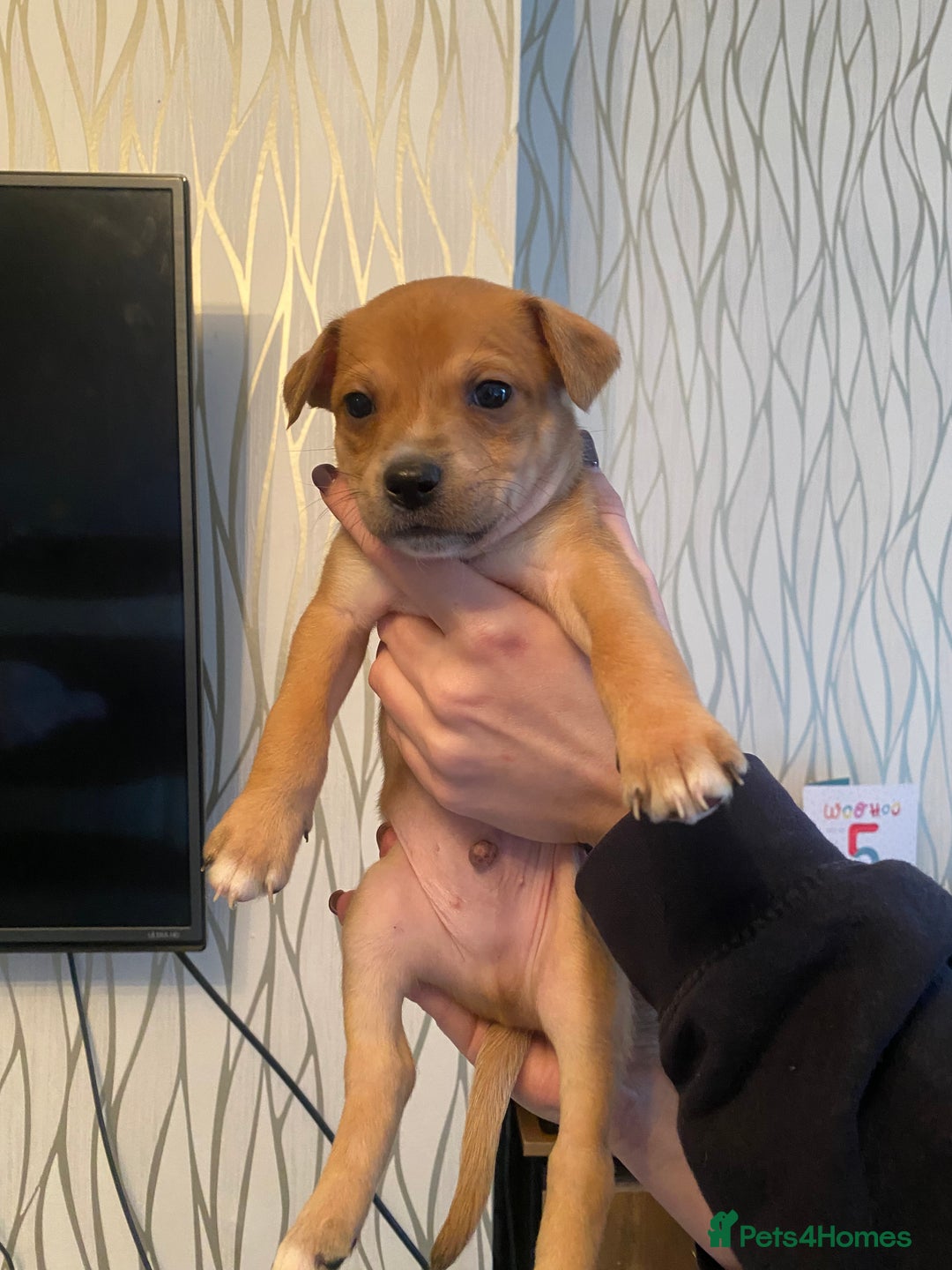 Mixed Breed dogs for sale: Pomstaff puppies - Advert 7
