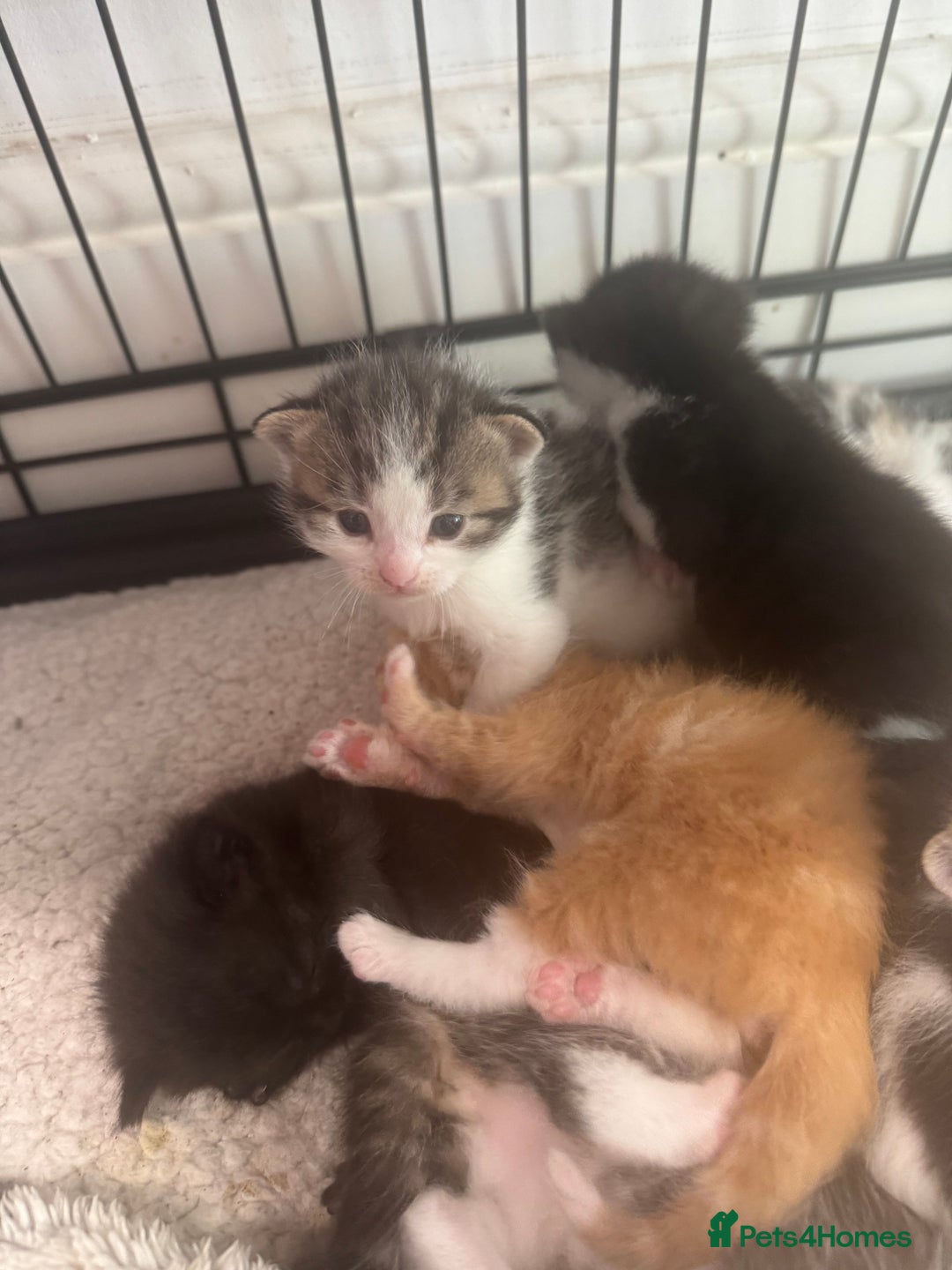 British Shorthair cats for sale: Beautiful fluffy kittens  - Advert 6