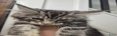 Gizmo