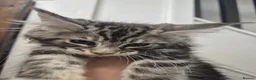 Maine Coon cats for sale: Maine Coon Kittens READY NOW - Advert 16