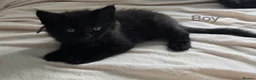 Maine Coon cats for sale: 7 Gorgeous Maine Coon kittens. - Advert 3