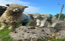 Sheep livestock for sale: Rare Breed Pedigree Lincoln Longwools For Sale  in Buxton - Image 1