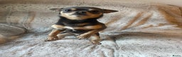 Chihuahua dogs for stud: Chihuahua stud (Romeo) in Sherborne - Advert 27