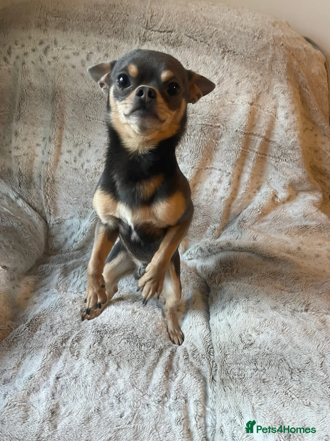 Chihuahua dogs for stud: Chihuahua stud (Romeo) in Sherborne - Advert 27