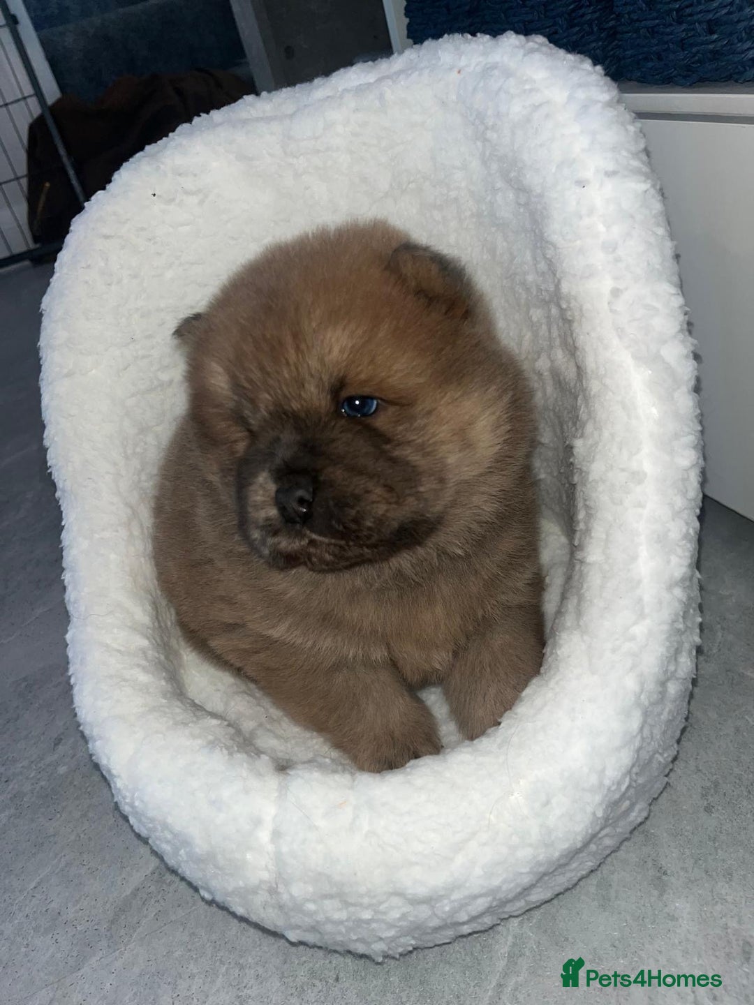 Chow Chow dogs for sale: CHOW CHOW PUPPYS  - Advert 10