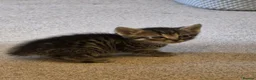 Mixed Breed cats for sale: 5 kittens for sale - Advert 5