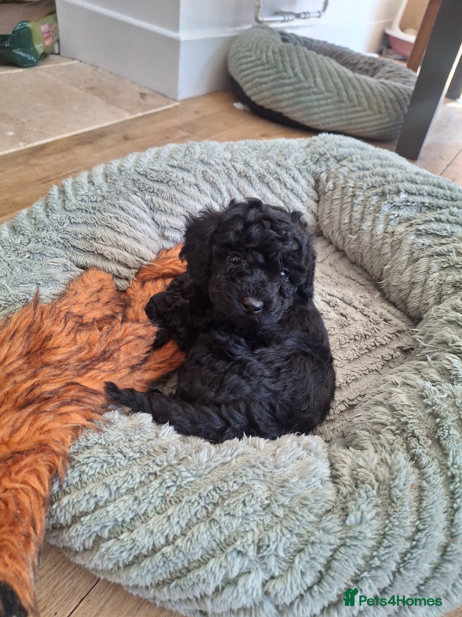 Toy Poodle dogs black toy poodle kc registered ready to leave - Advert 3