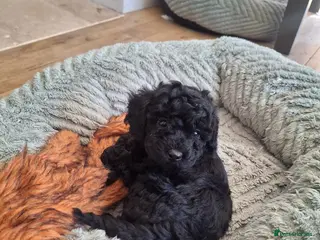 Toy Poodle dogs black toy poodle kc registered ready to leave - Advert 3