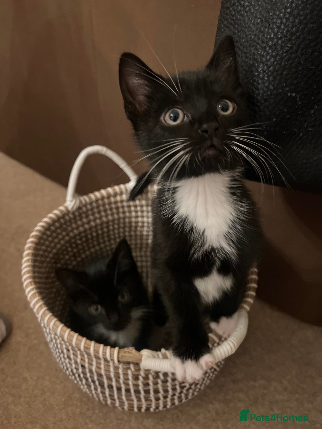 Mixed Breed cats for sale: 5 Gorgeous Happy Babies (Ready to Go) - Image 7