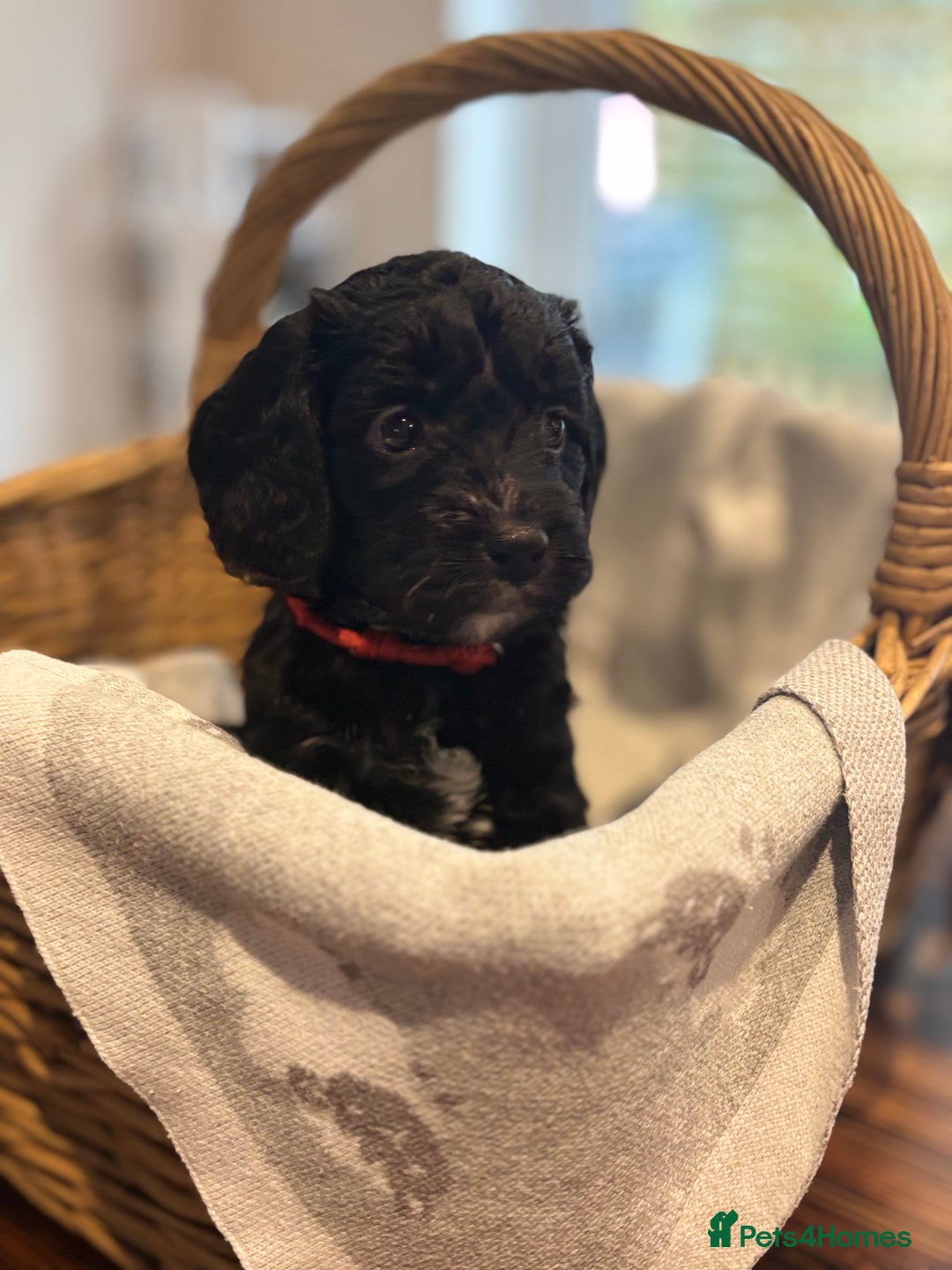 Cockapoo dogs for sale: 1 female Cockerpoo puppy ❤️ - Image 5