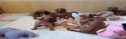 Rhodesian Ridgeback dogs for sale: Pedigree Rhodesian Ridgeback puppies.  - Advert 18