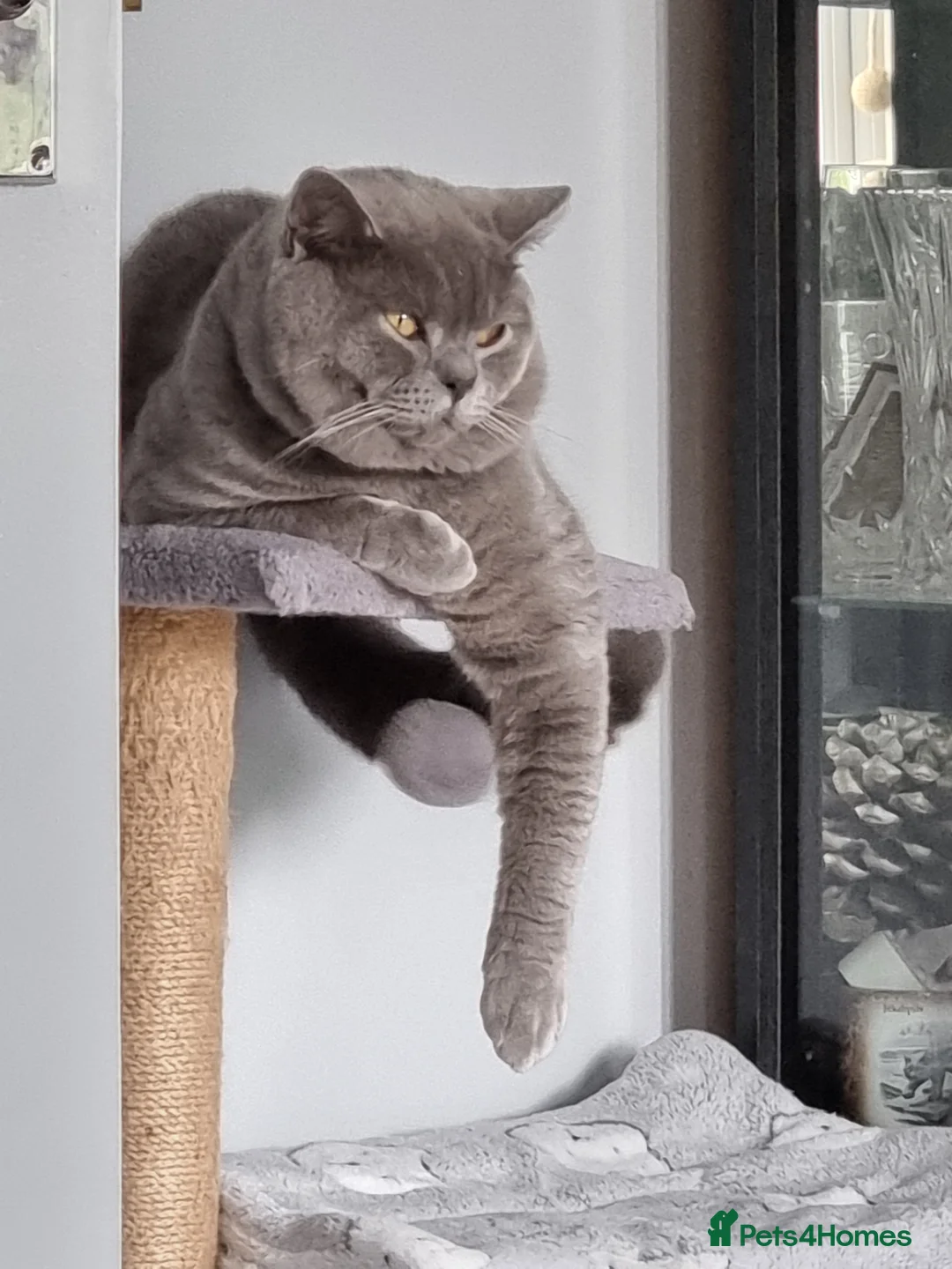 British Shorthair cats for stud: British Shorthair cat for stud  - Advert 2