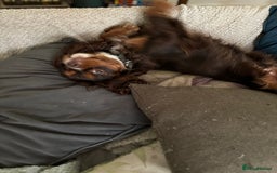 Cavalier King Charles Spaniel dogs for stud: THE BEST Looking CHOCOLATE🍫🐶 CAVALIER STUD - Image 8