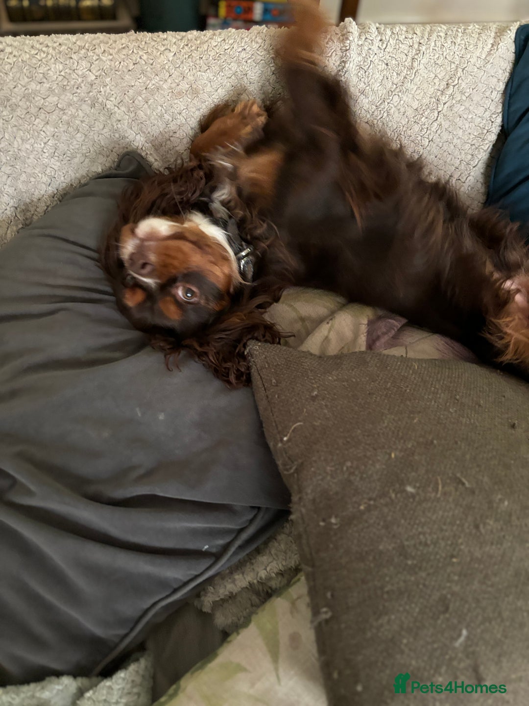 Cavalier King Charles Spaniel dogs for stud: THE BEST Looking CHOCOLATE🍫🐶 CAVALIER STUD - Image 8