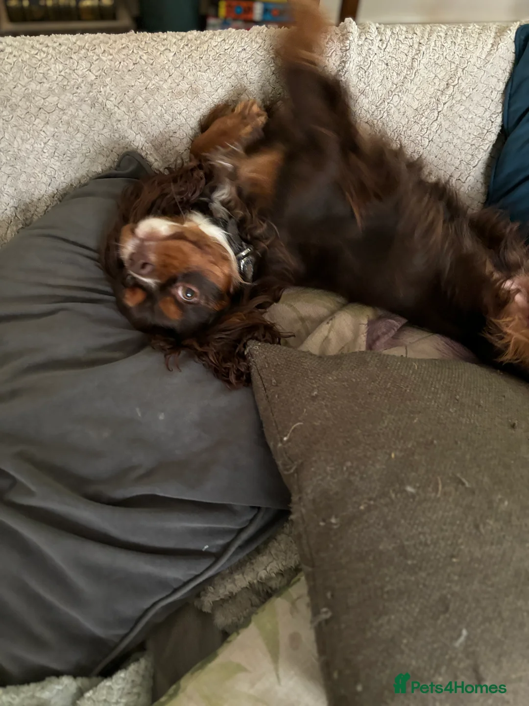 Cavalier King Charles Spaniel dogs for stud: THE BEST Looking CHOCOLATE🍫🐶 CAVALIER STUD - Advert 8