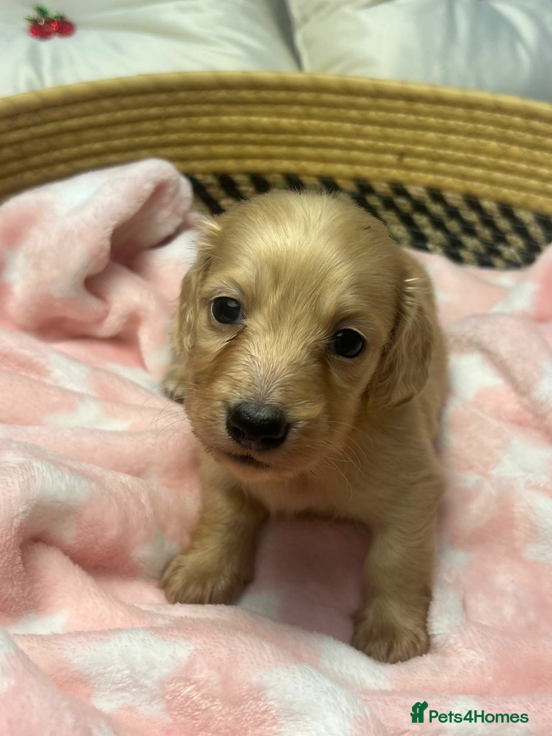 Miniature Dachshund dogs for sale: Pure cream longhaired miniature dachshund  - Advert 8