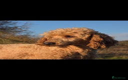 Miniature Poodle dogs for stud: Mini poodle stud. DNA clear - Image 5