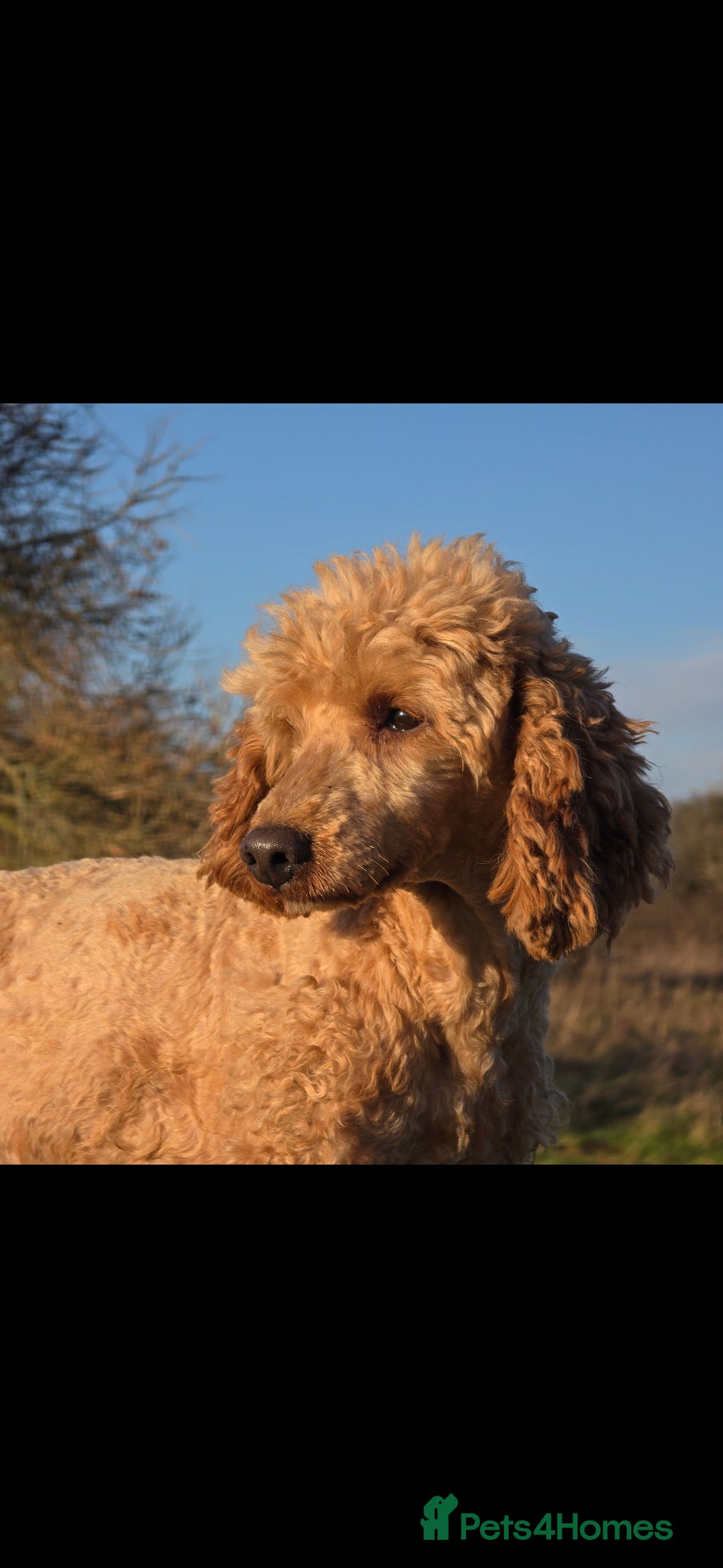 Miniature Poodle dogs for stud: Mini poodle stud. DNA clear - Image 5