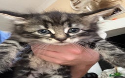 Mixed Breed cats for sale: 8 beautiful kittens (ready to go) - Image 1