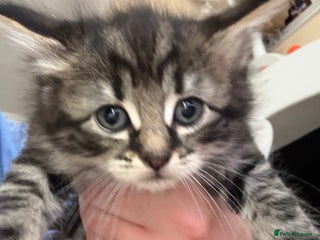 Mixed Breed cats - Advert 3