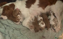 Cavalier King Charles Spaniel dogs for sale: Cavalier King Charles Spaniel Puppies - Advert 16