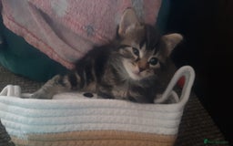 Mixed Breed cats for sale: Kitten for sale  - Image 3