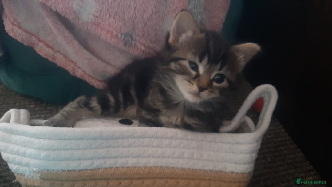 Mixed Breed cats for sale: Kitten for sale  - Image 3
