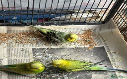 Budgerigars birds for sale: Budgies, mixed colours, only afew left now - Image 9
