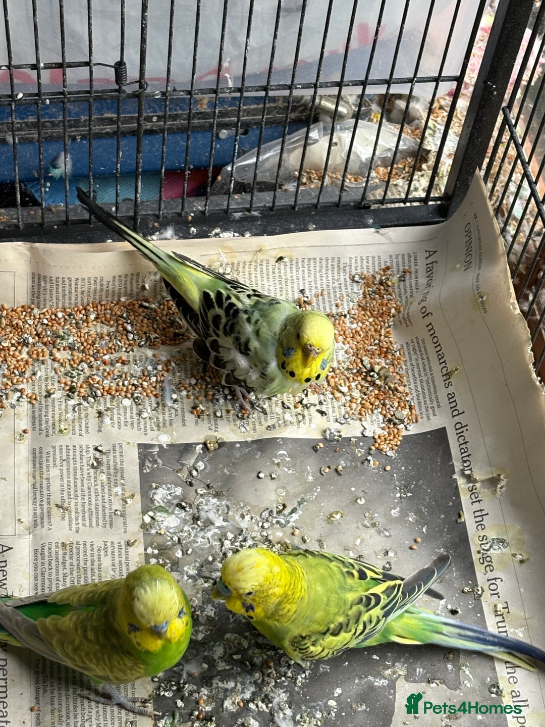Budgerigars birds for sale: Budgies, mixed colours, only afew left now - Image 9