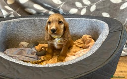 Cocker Spaniel dogs for sale: Show Type and DNA tested Cocker Spaniels. - Image 7