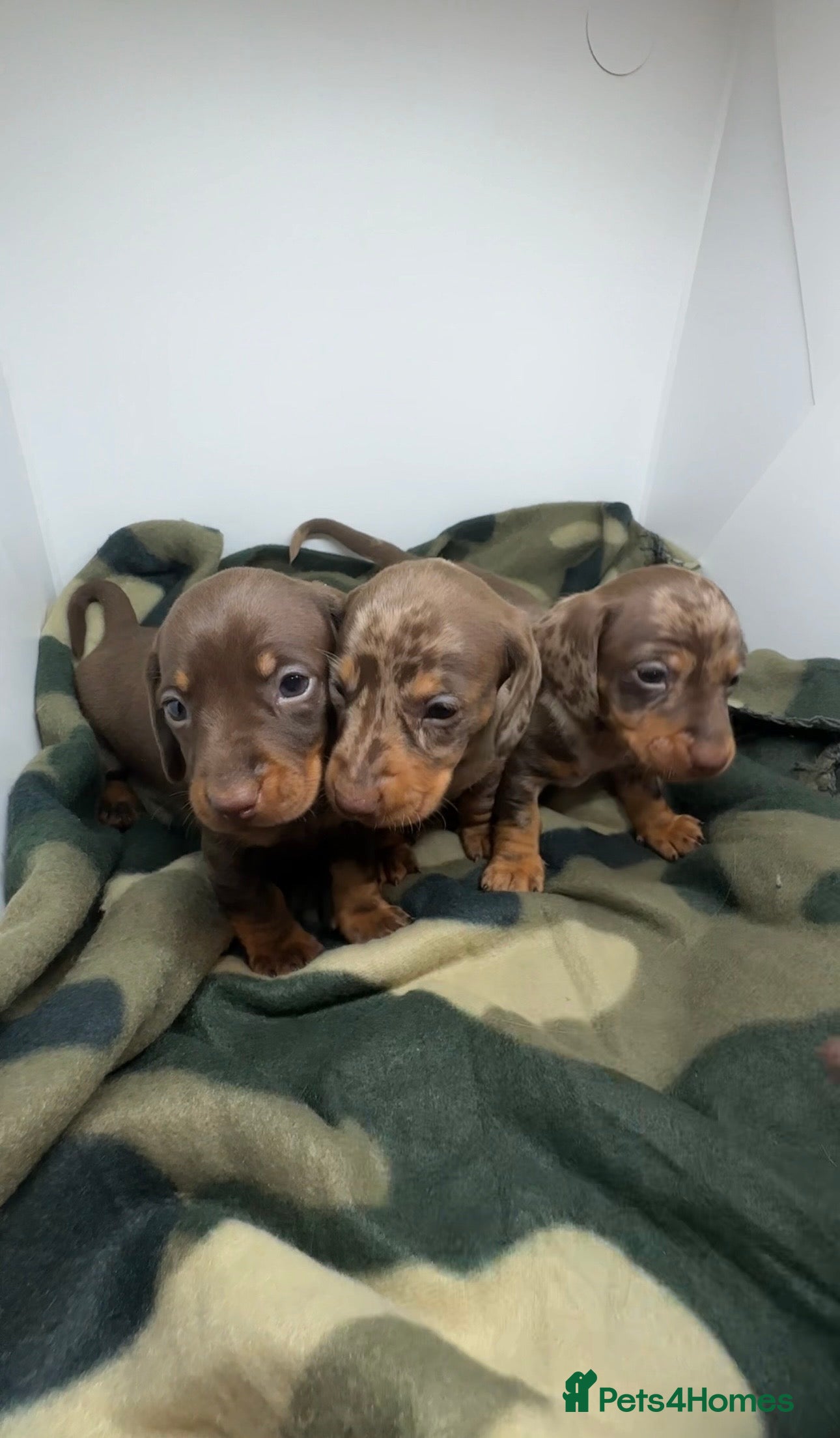 Miniature Dachshund dogs 3 Champion Line KC Miniature Dachshund Puppies  - Advert 11