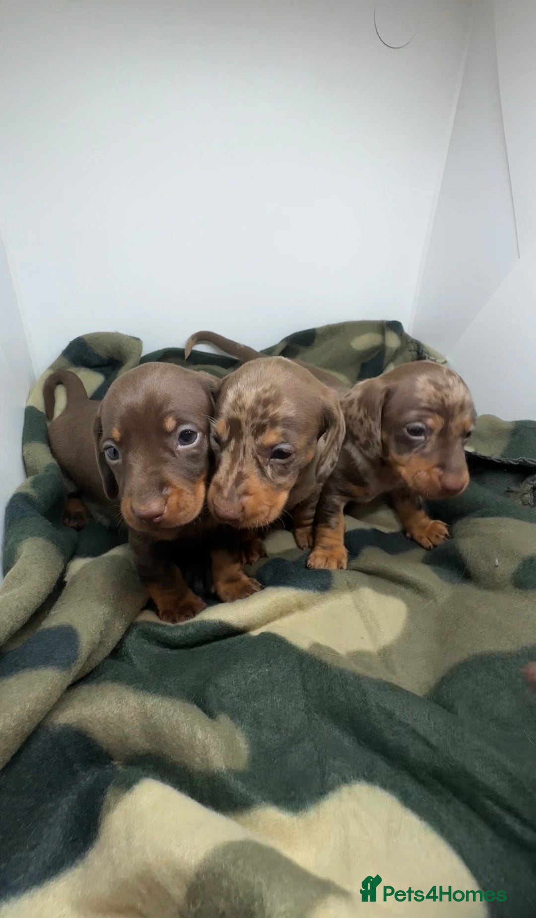 Miniature Dachshund dogs for sale: 3 Champion Line KC Miniature Dachshund Puppies  - Advert 1