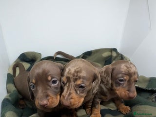 Miniature Dachshund dogs 3 Champion Line KC Miniature Dachshund Puppies - Advert 2
