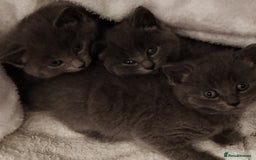 Russian Blue cats for sale: ABSOLUTELY STUNNING RUSSIAN BLUE KITTENS 8 WEEKS  - Image 3