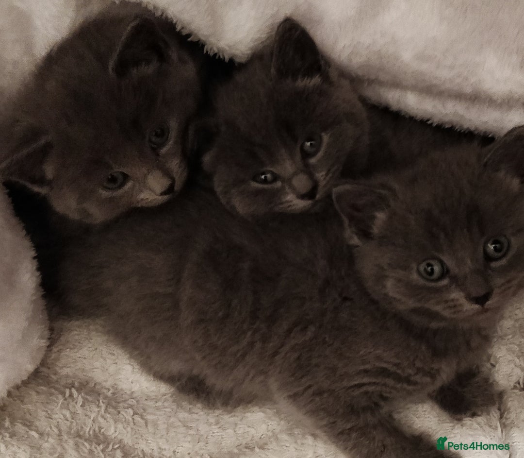 Russian Blue cats for sale: ABSOLUTELY STUNNING RUSSIAN BLUE KITTENS 8 WEEKS  - Image 3