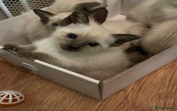 Siamese cats for sale: Beautiful Siamese Kittens 1 girl & 2 boys - Image 4