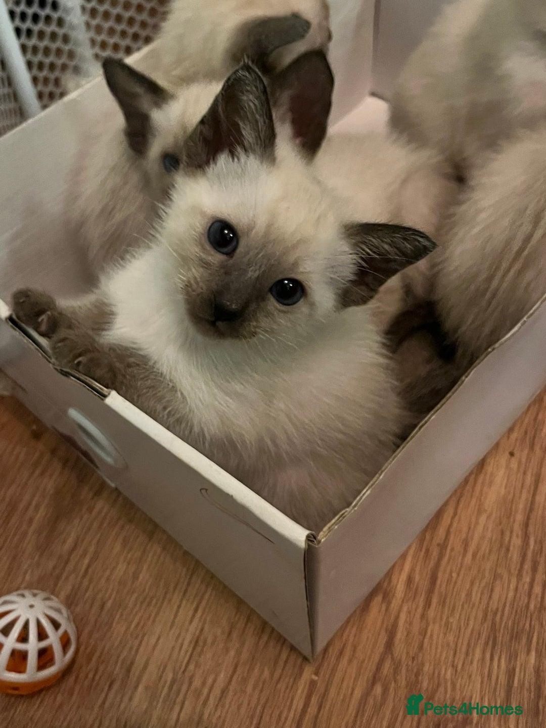 Siamese cats for sale: Beautiful Siamese Kittens 1 girl & 2 boys - Image 4