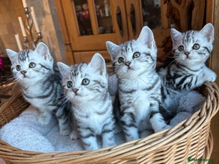 British Shorthair cats BSH stunning Silver Tabby kittens - Advert 16