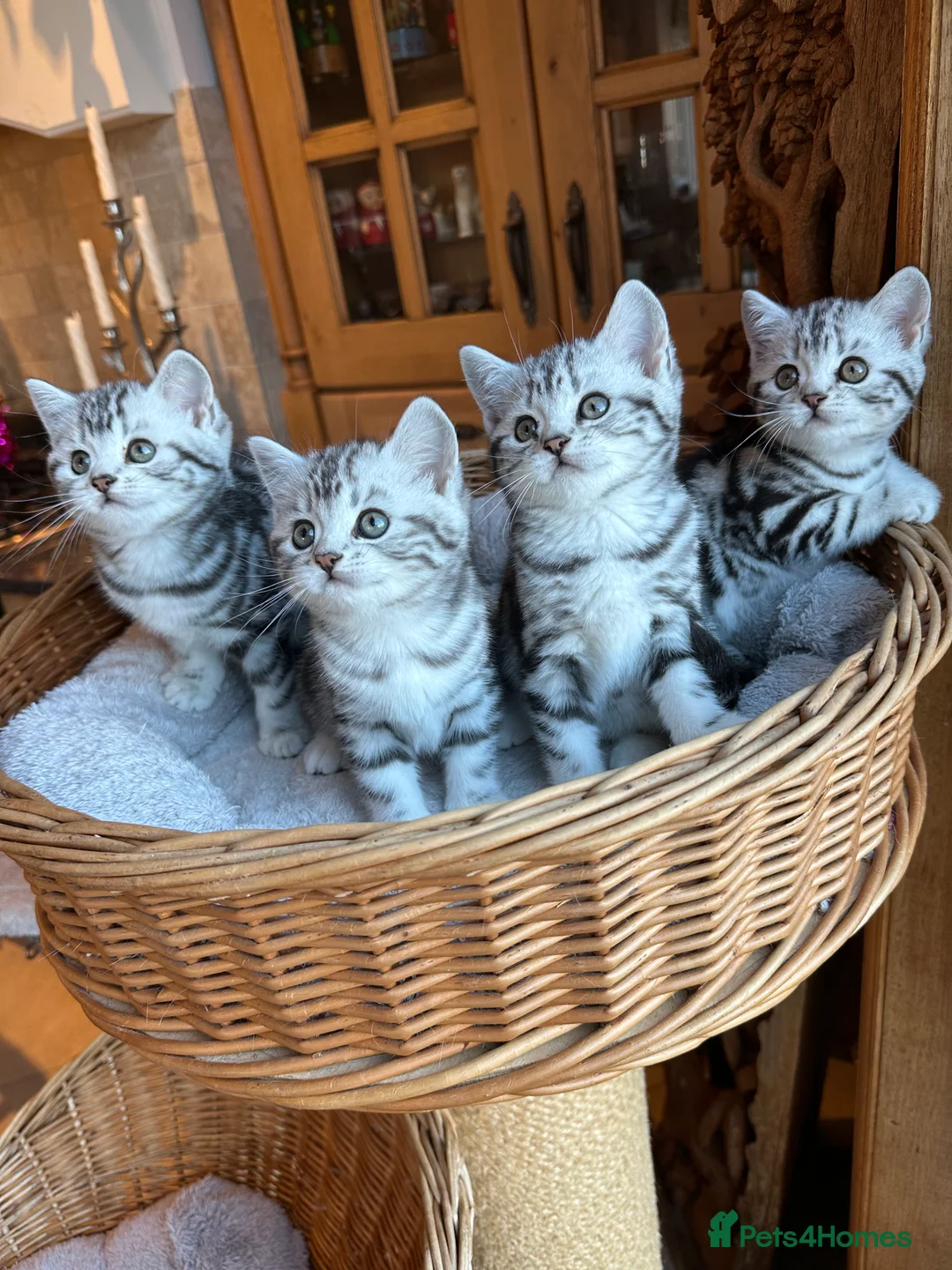 British Shorthair cats for sale: BSH stunning Silver Tabby kittens - Advert 1