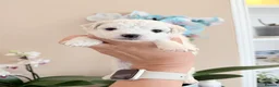 Bichon Frise dogs for sale: 🐶 Gorgeous Pedigree Bichon Frise - Advert 12