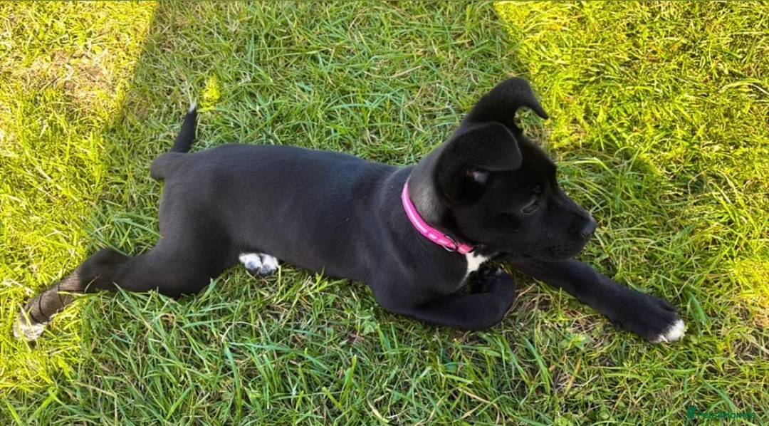 Mixed Breed dogs for sale: Female cane corso / Akita  - Advert 1
